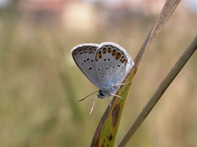 Plebejus argus o idas?